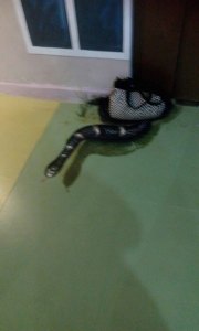 12510386_982588265147187_7049630413338159712_n