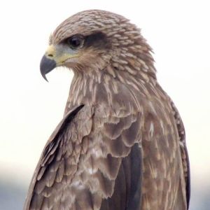 Copyright Rama Naidu